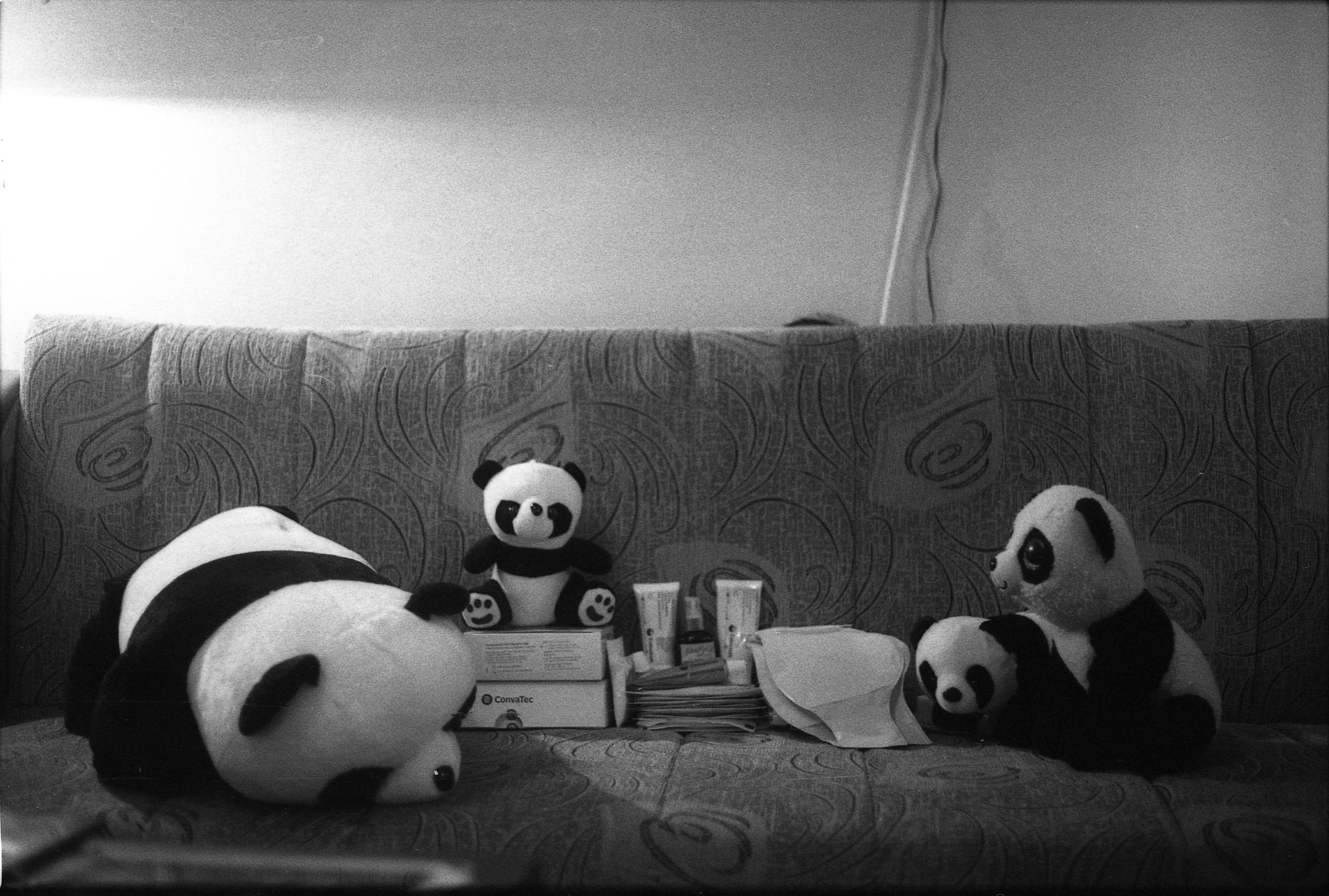 Anja - Stuffed pandas on sofa